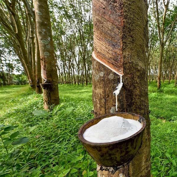 A photorealistic image (4K resolution) depicting the sustainable harvesting of natural rubber in Sri Lanka. Show rubber trees in a lush landscape, with workers carefully collecting the sap. Focus on conveying a sense of environmental responsibility and sustainability. The image should be bright and airy, with natural light and warm tones.  Include details like the natural environment and careful collection process. The overall style should be similar to nature documentary photography.